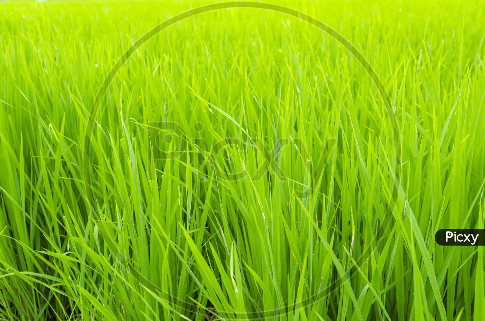 Close up of rice paddy field