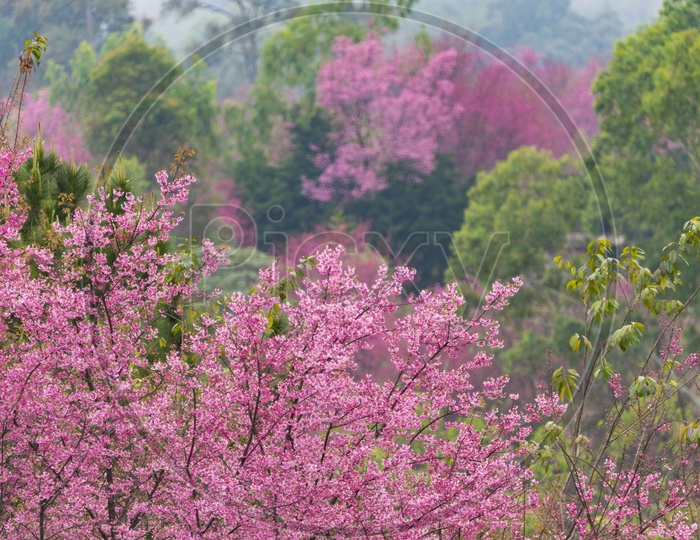 Pink Flower on Tropical Forest Trees