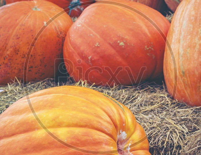 Halloween Festival Background With Giant Pumpkins