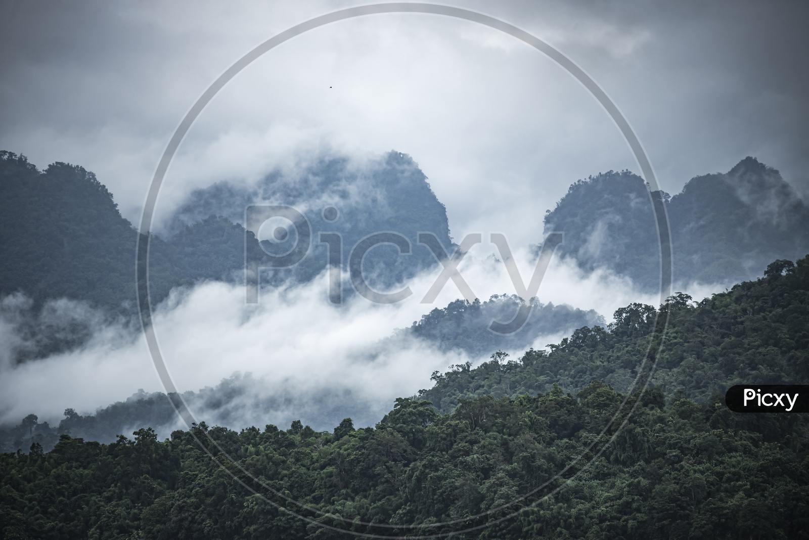 Foggy view of tropical forest