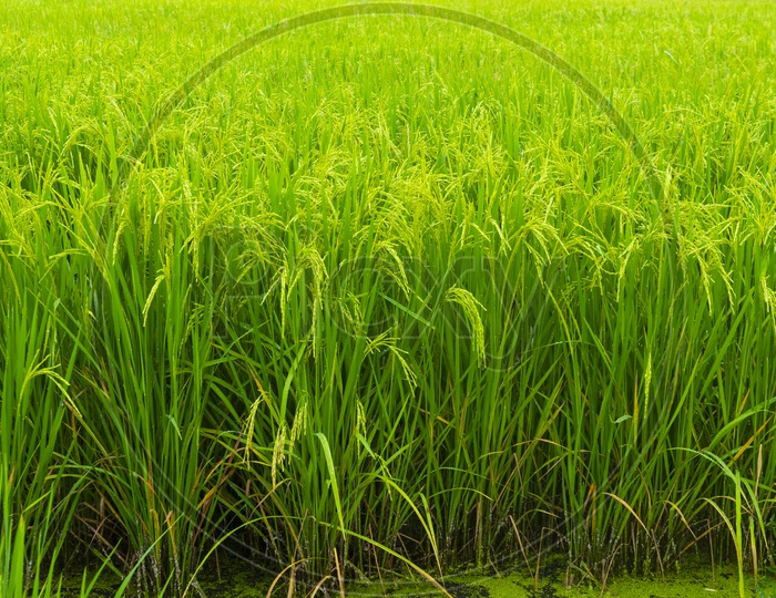 Young Rice Ears In a Paddy Field