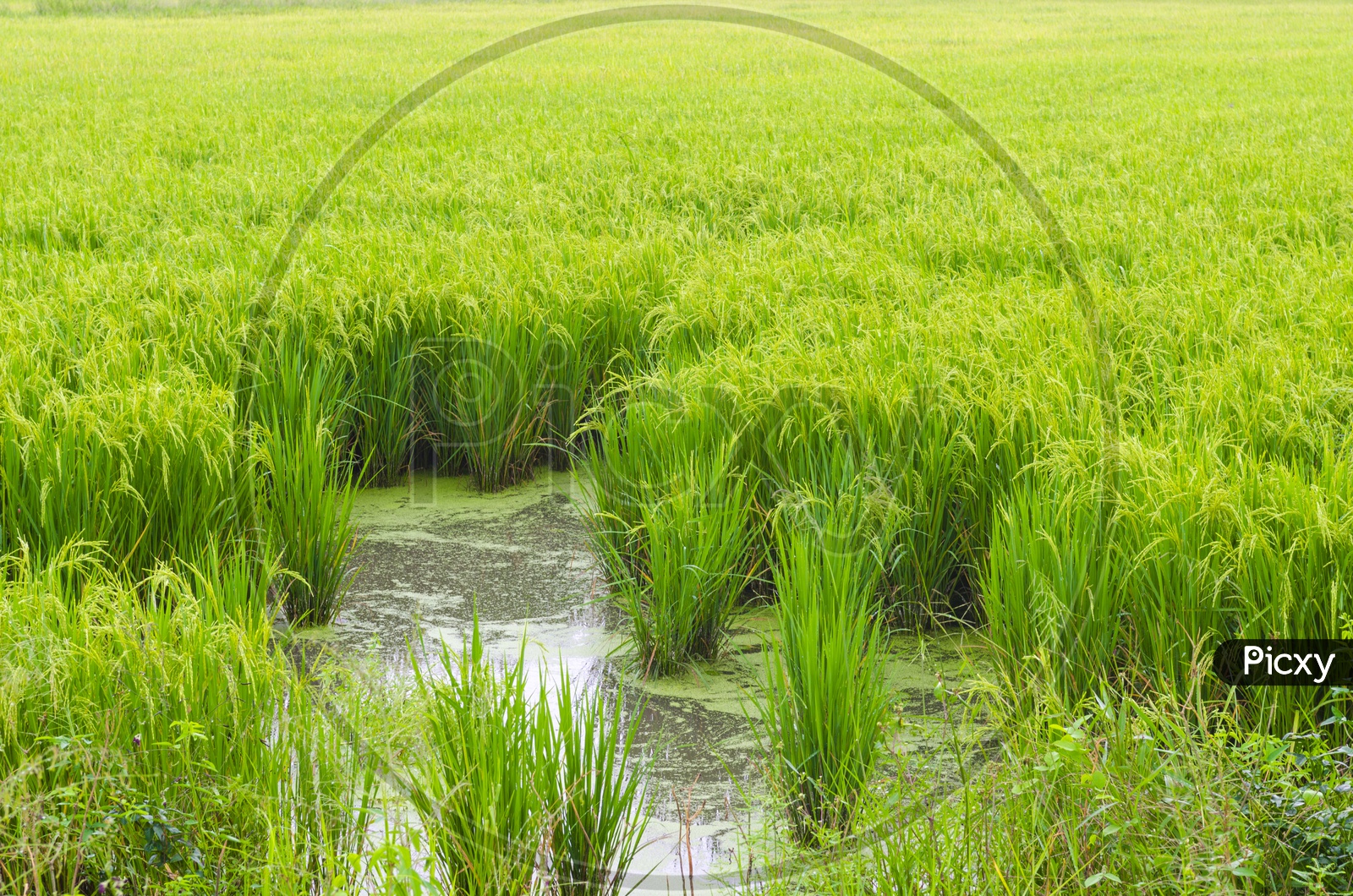 Water of rice paddy field