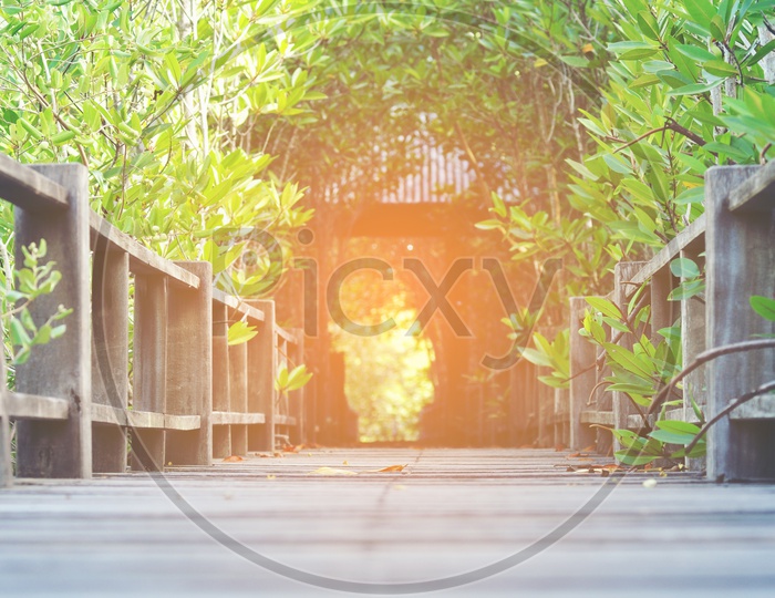 wooden board walk on mangrove forest with sun flare