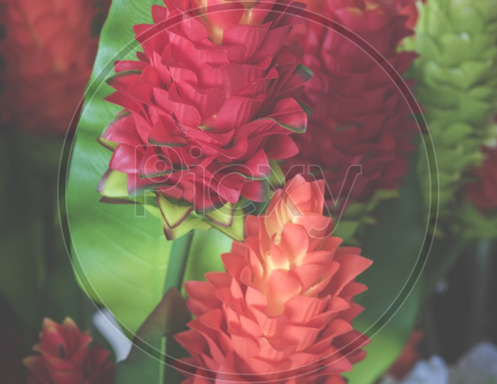 Red Ginger Flower or Ostrich Plum Closeup