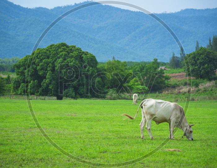 White Cow Grazing in Green Terrains