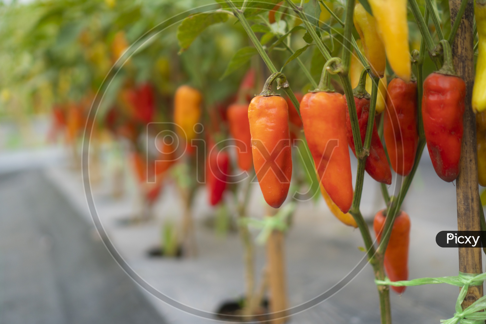 Red Bell pepper Or Chillies  Growing in a Green House