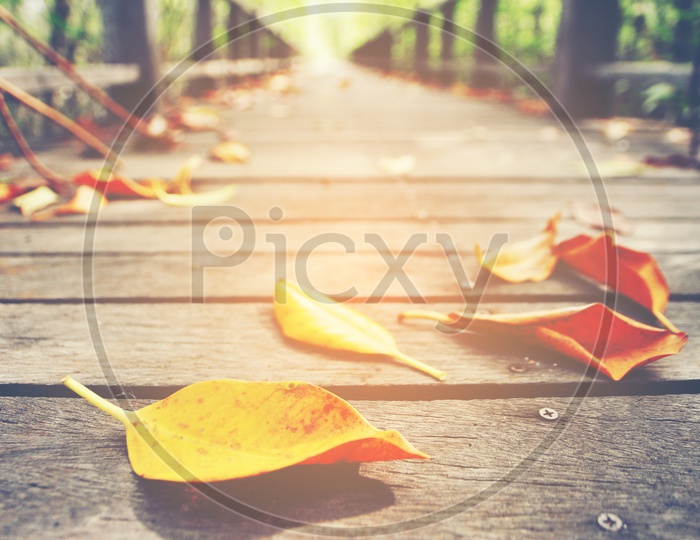 Yellow leaves on wooden board walk on mangrove forest
