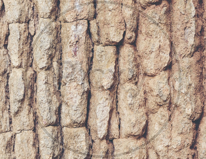 Texture And Details Of Tree Bark Closeup Forming a Background