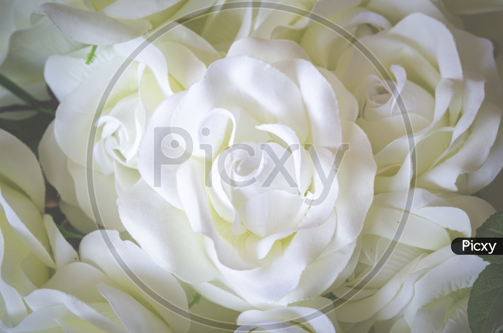 White Colour rose flower Closeup background for Valentine's Day