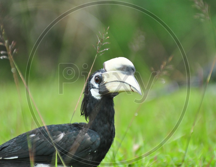 Close up of the oriental pied hornbill (Anthracoceros albirostris)