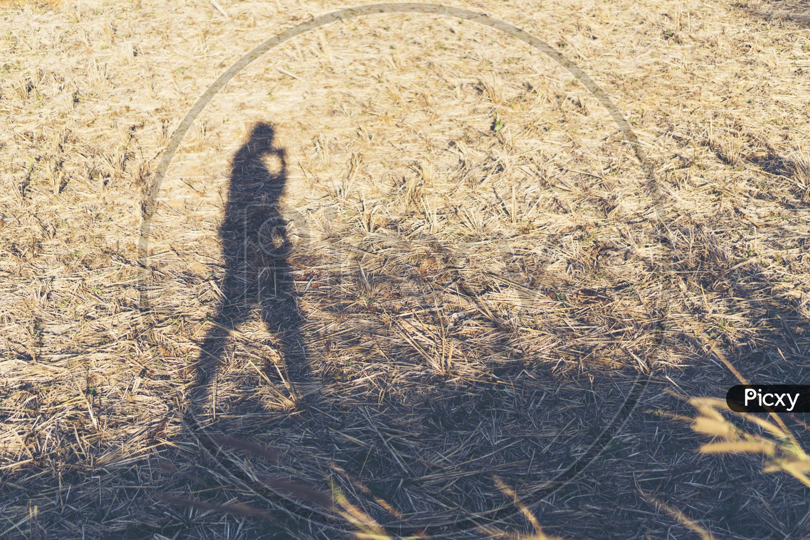silhouette of a man on the dry grass walking alone