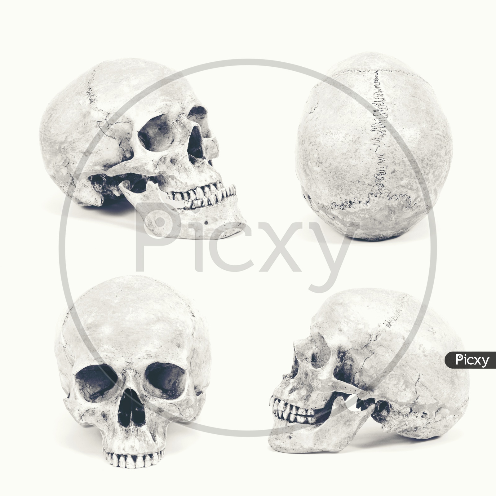 Various Views of Human Skull Isolated On White Background