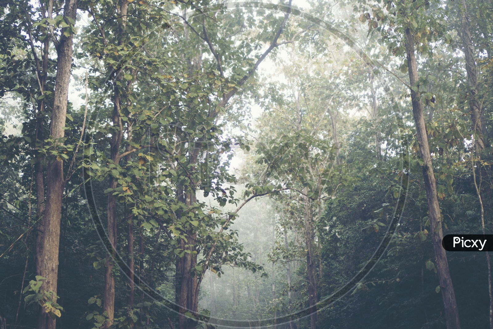 Trees & foggy morning in the tropical forest