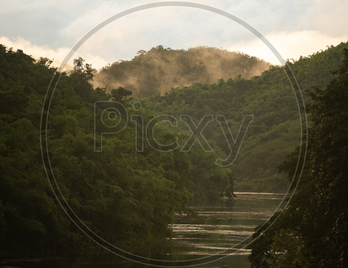 tropical forest morning scene, wildness forest view