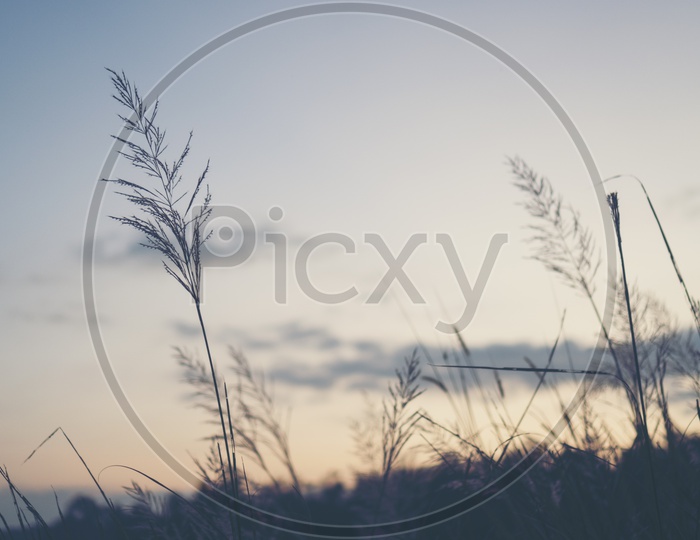 Silhouette of a grass flower during sunset