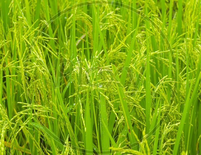 Close up of rice paddy field