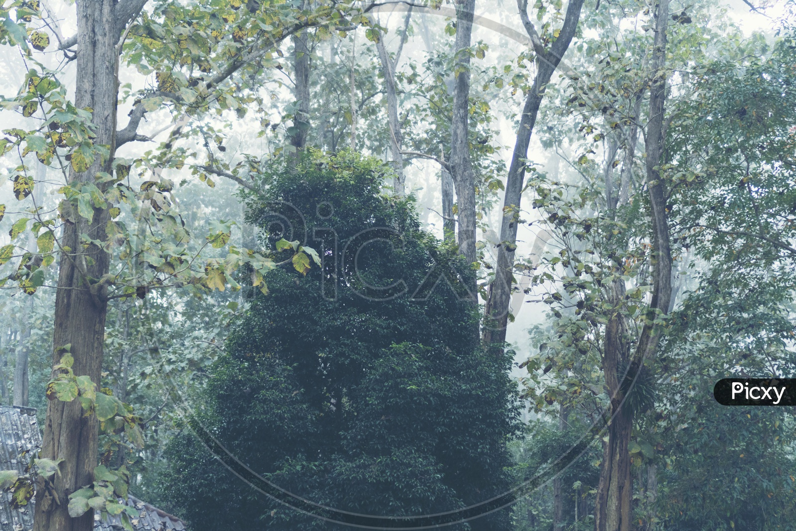A Dense tree in tropical forest, Thailand