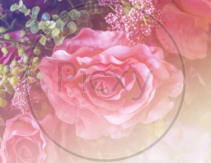 Close up of pink rose flower background for Valentine's Day