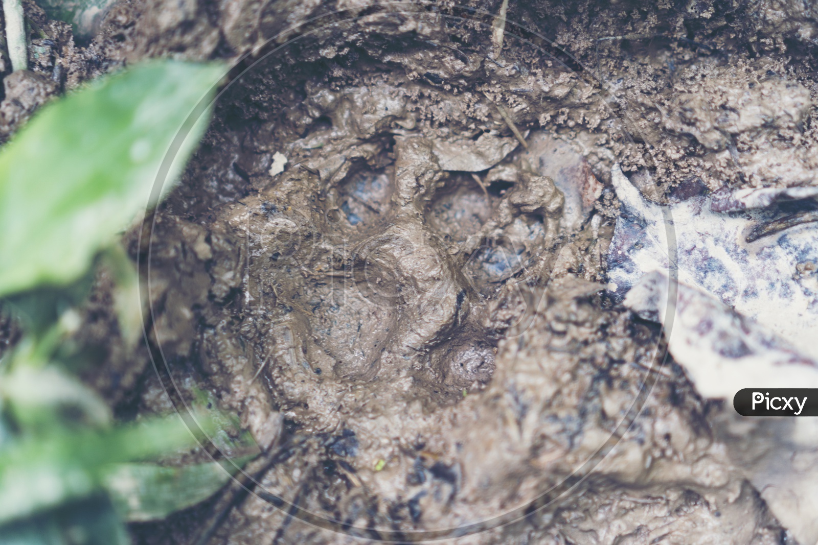 Footprint of wildlife on the mud ground
