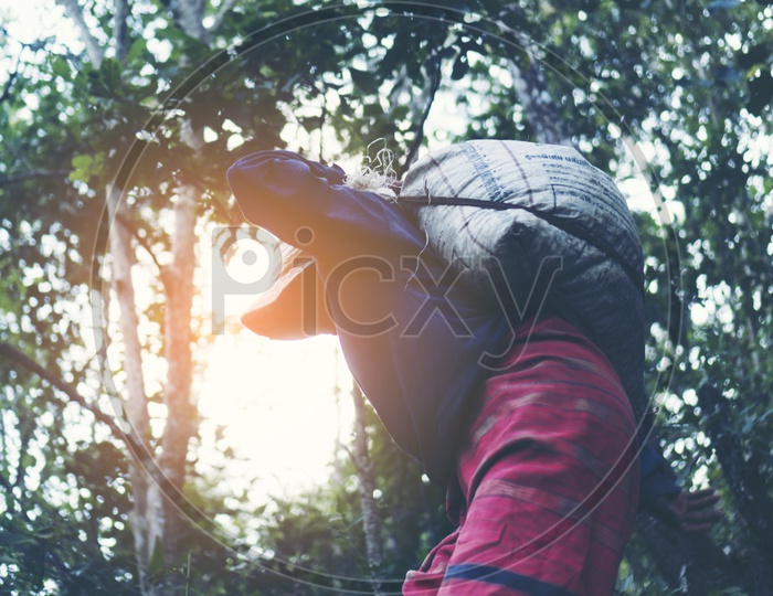 Worker Carrying The coffee beans in Backpack At a Harvesting Field