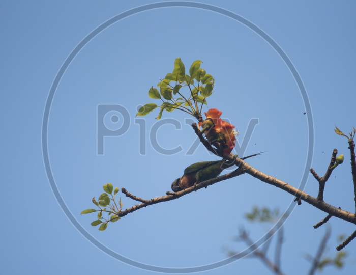Parrot On a Tree Branch