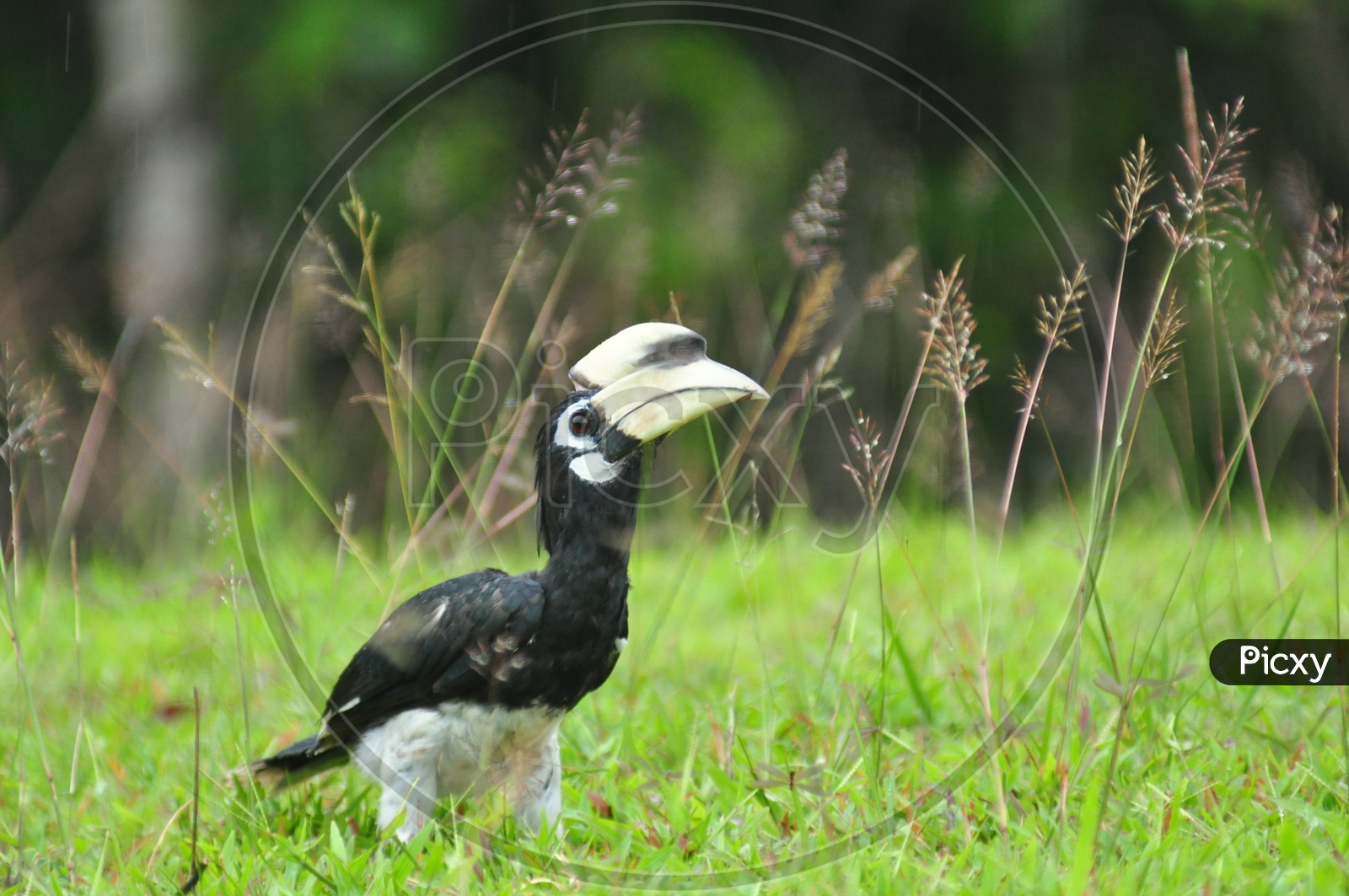 hornbill bird on forest ground