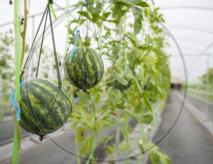 Greenhouse Cultivation With Watermelons