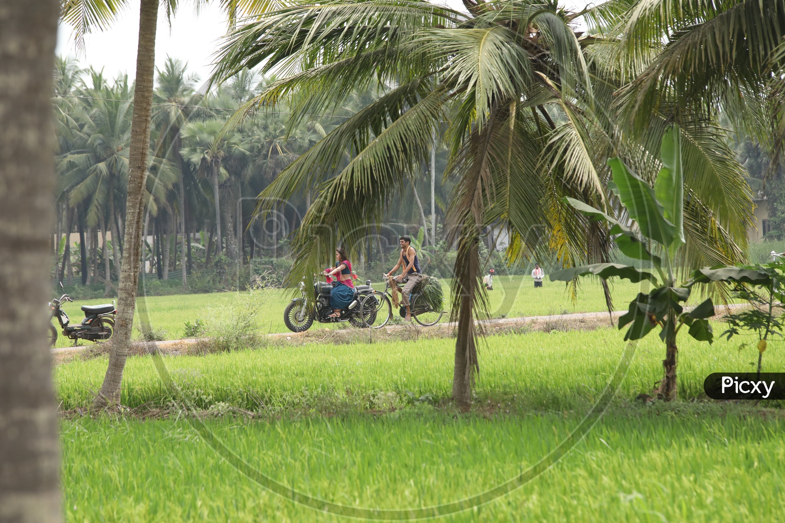 Indian Woman riding a Thunderbird bike through the fields
