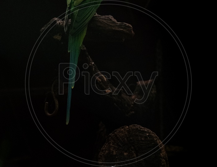 Parrot sitting on a tree bark