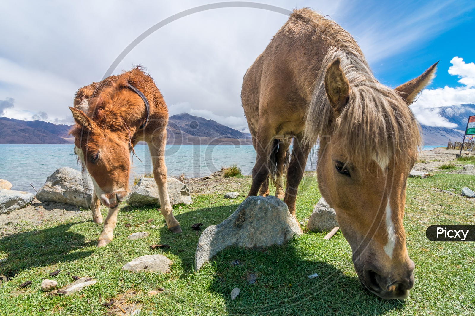 Horses grazing in Ladakh