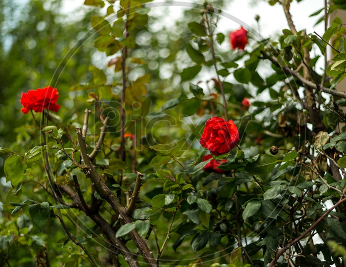 Red Rose Flowers in a Garden at Manali
