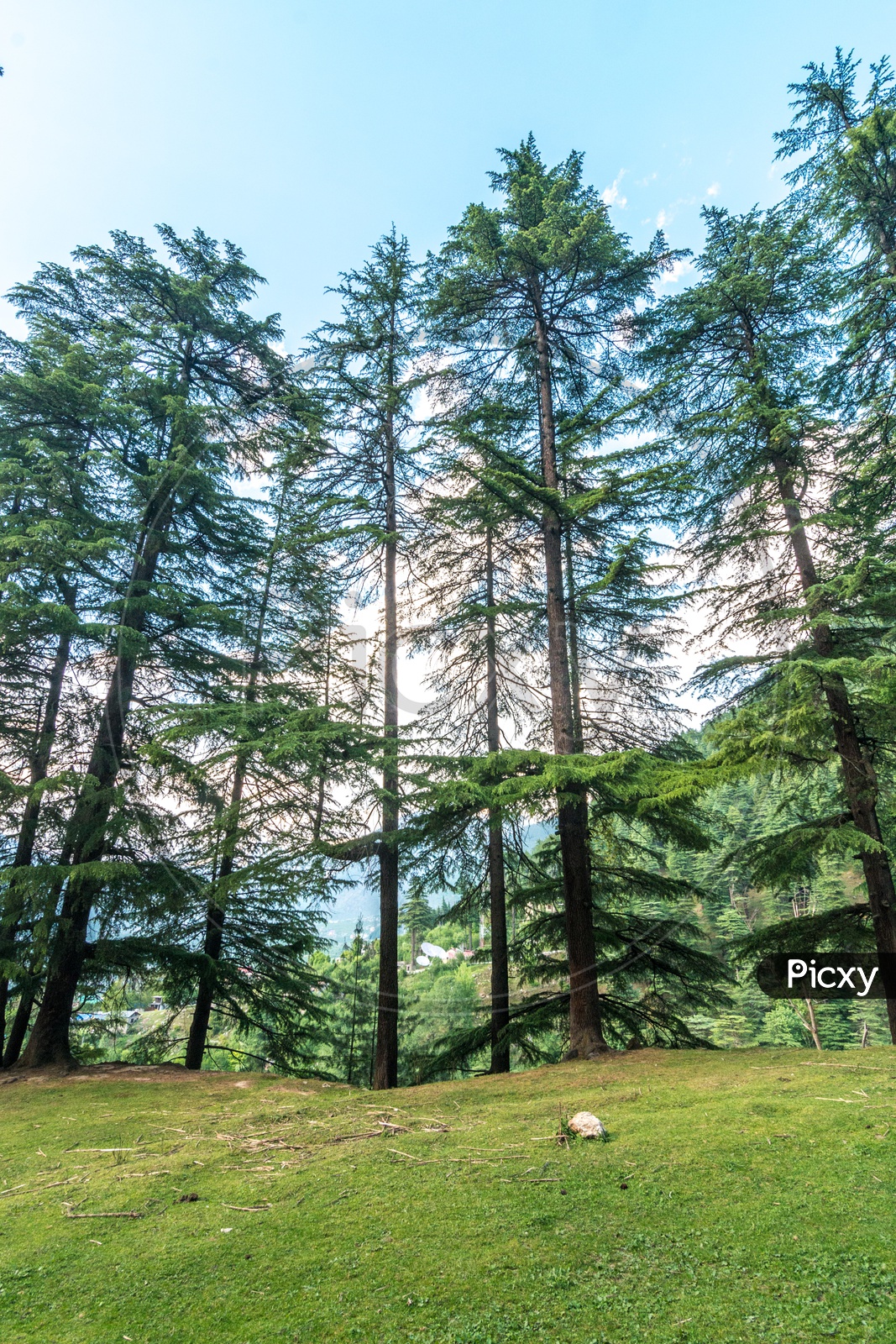 Pine Tree Forest in Manali