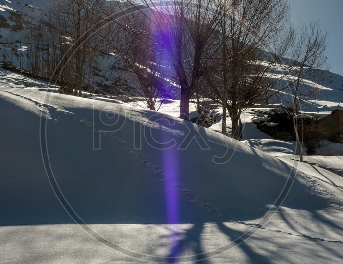 Sun Starbust over Dry Trees in Snow in Himalayas