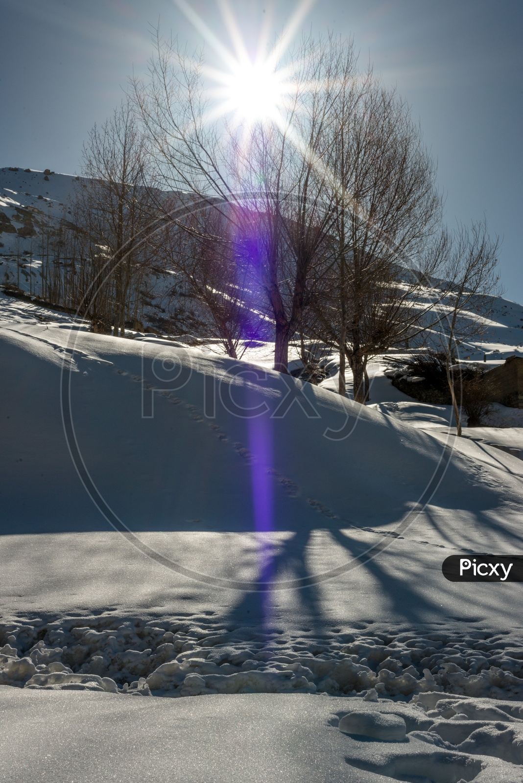 Sun Starbust over Dry Trees in Snow in Himalayas