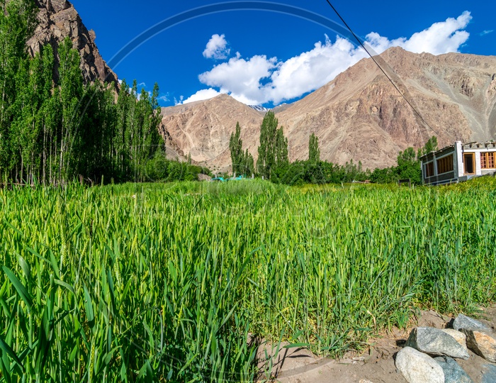 Landscape of wheat fields in ladakh