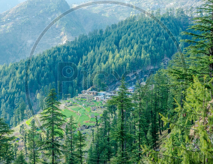 Deodar tree Landscape of mountain village near jalori pass