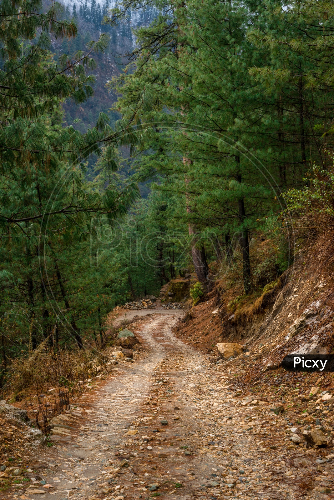 Narrow road in the Himalayas surrounded by deodar trees