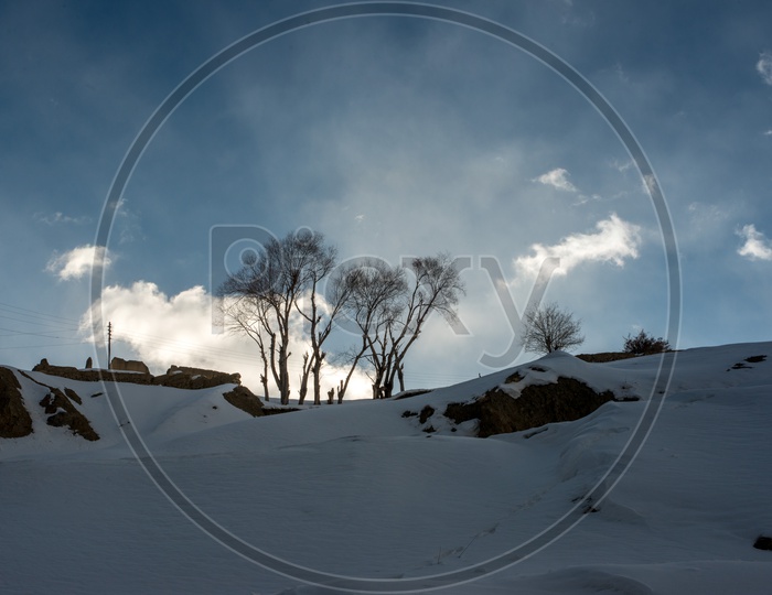 Sun rays over Dry Trees in Snow in Winter