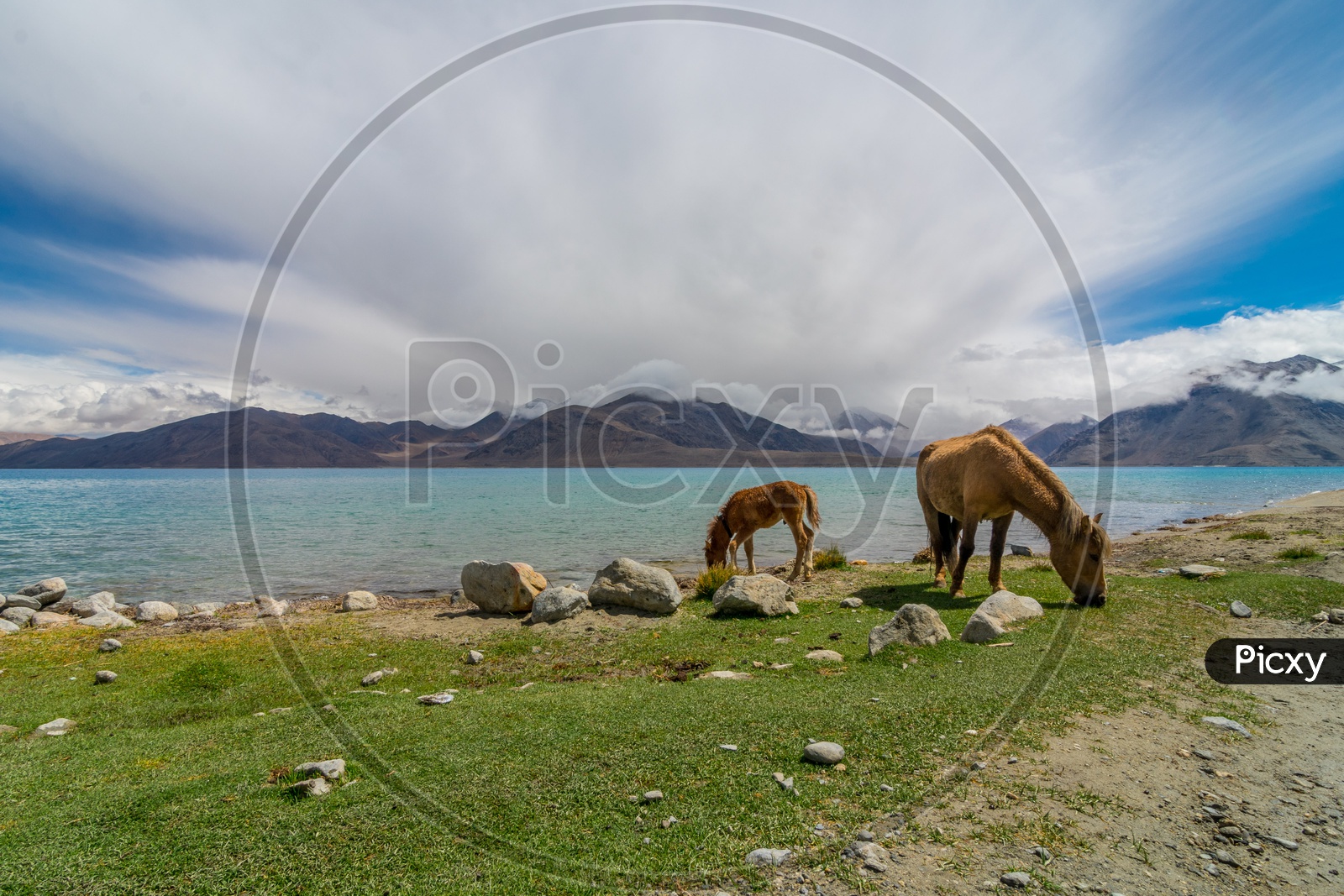 A Scenic view of Pangong Lake with horses grazing