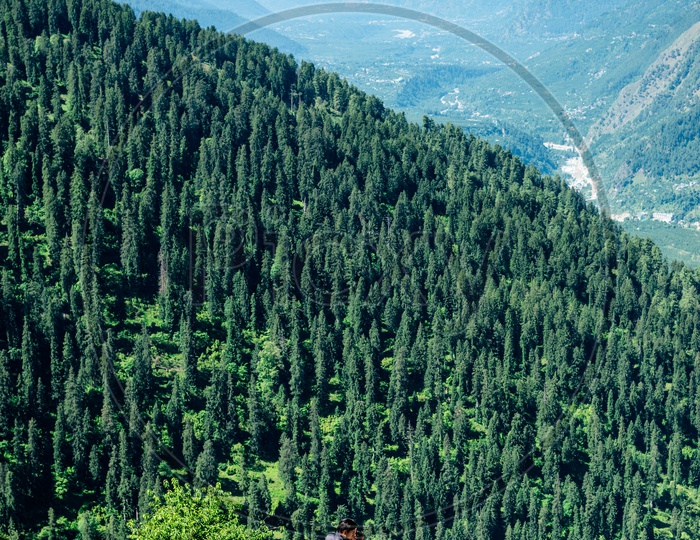 Scenic View of Himalayas mountains and deodar trees