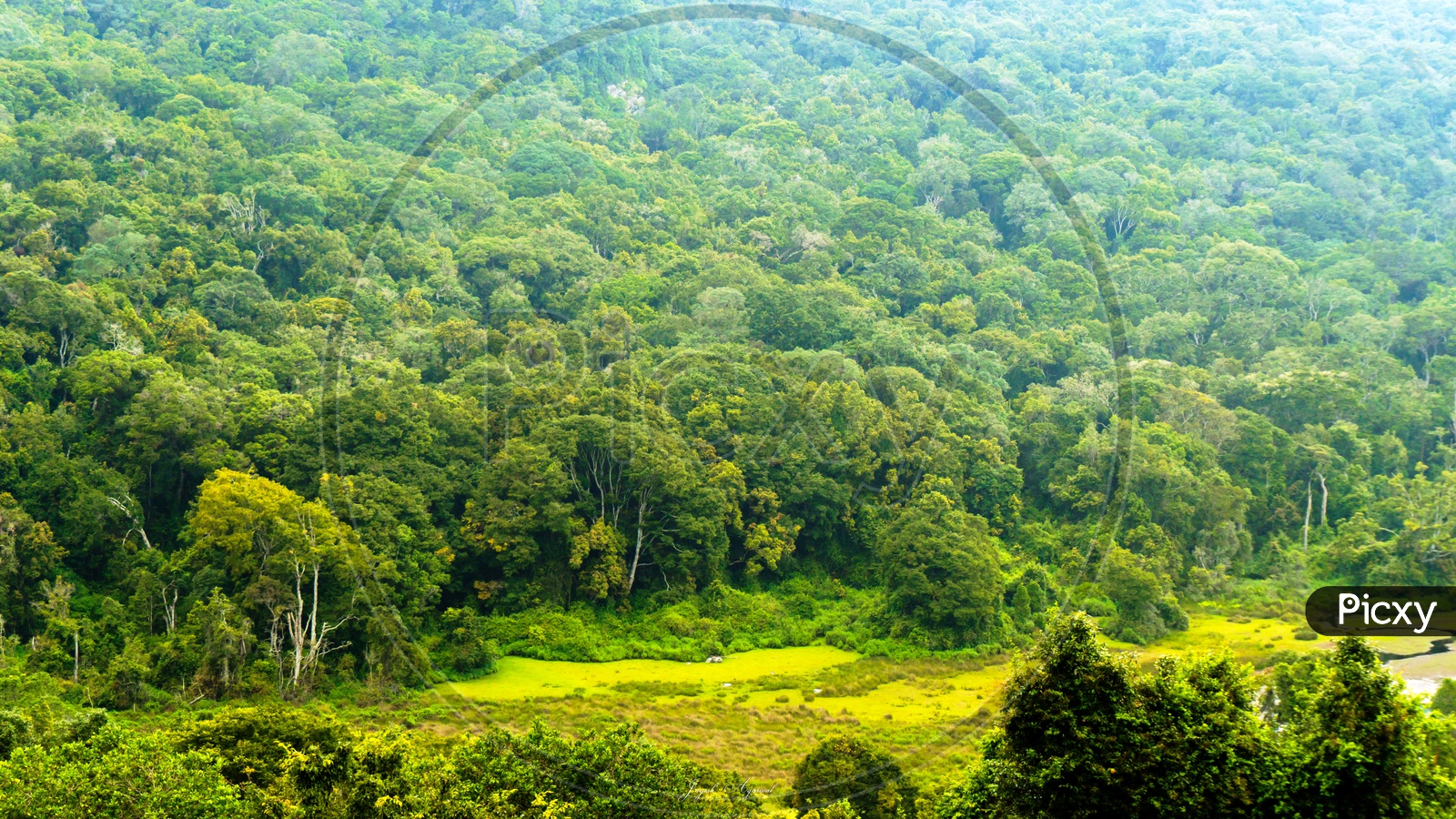 Dense Jungle Background Pack