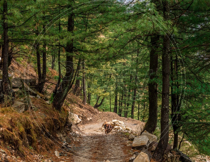 Narrow Road in Himalayas surrounded by deodar trees