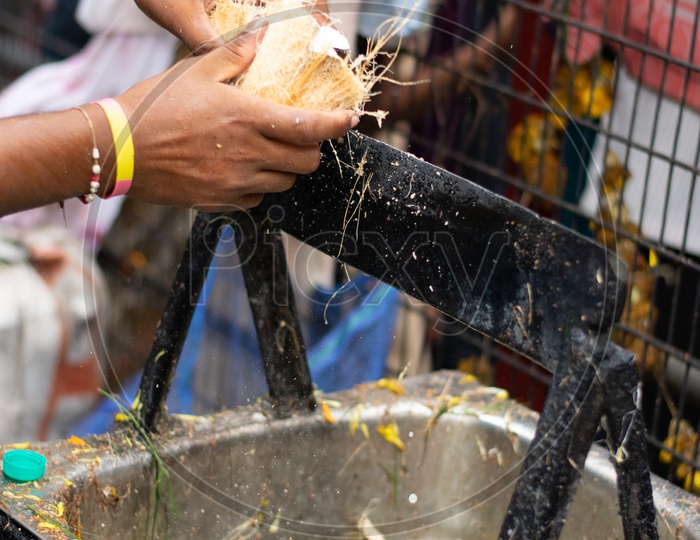 A Devotee Breaking Coconut in a Temple