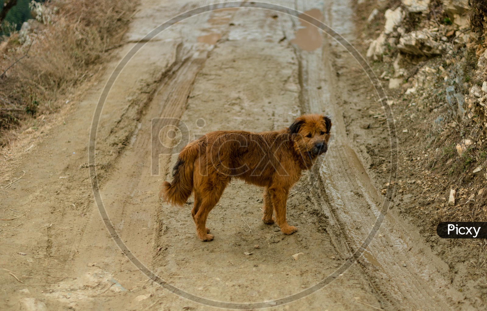 A Dog on Mud Road in a Rural Village