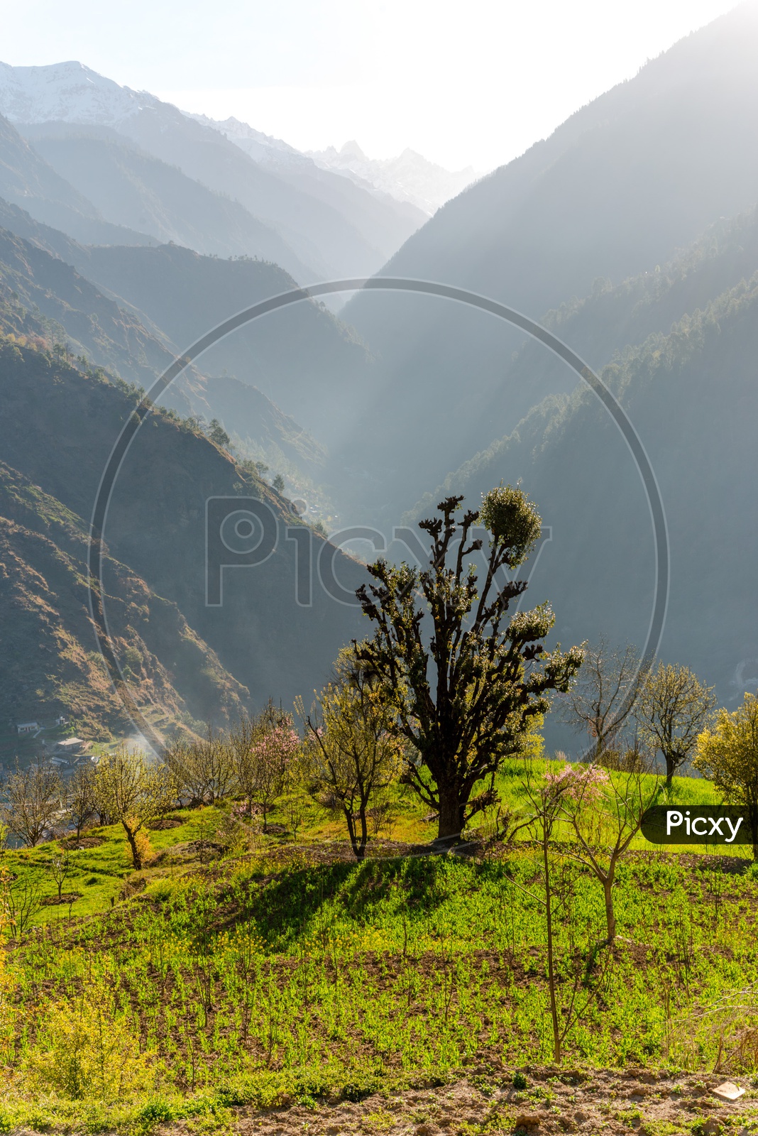 Trees with Mountains in Background