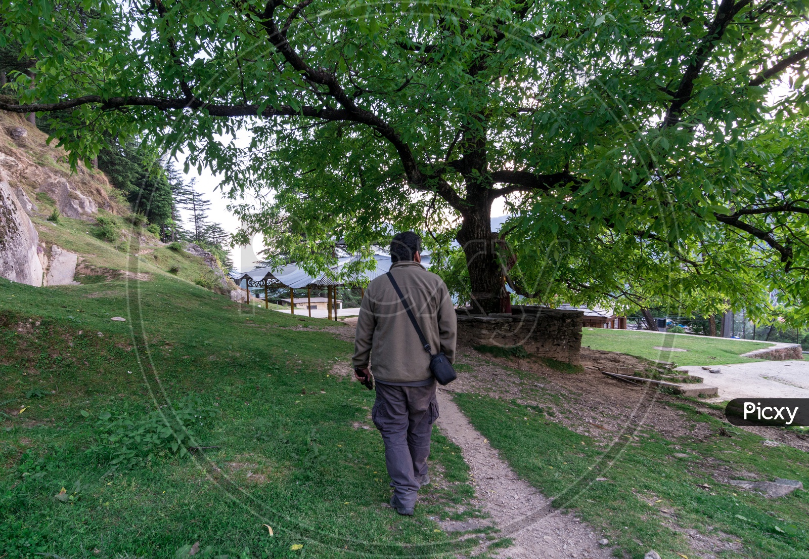 A Man Walking under a Tree