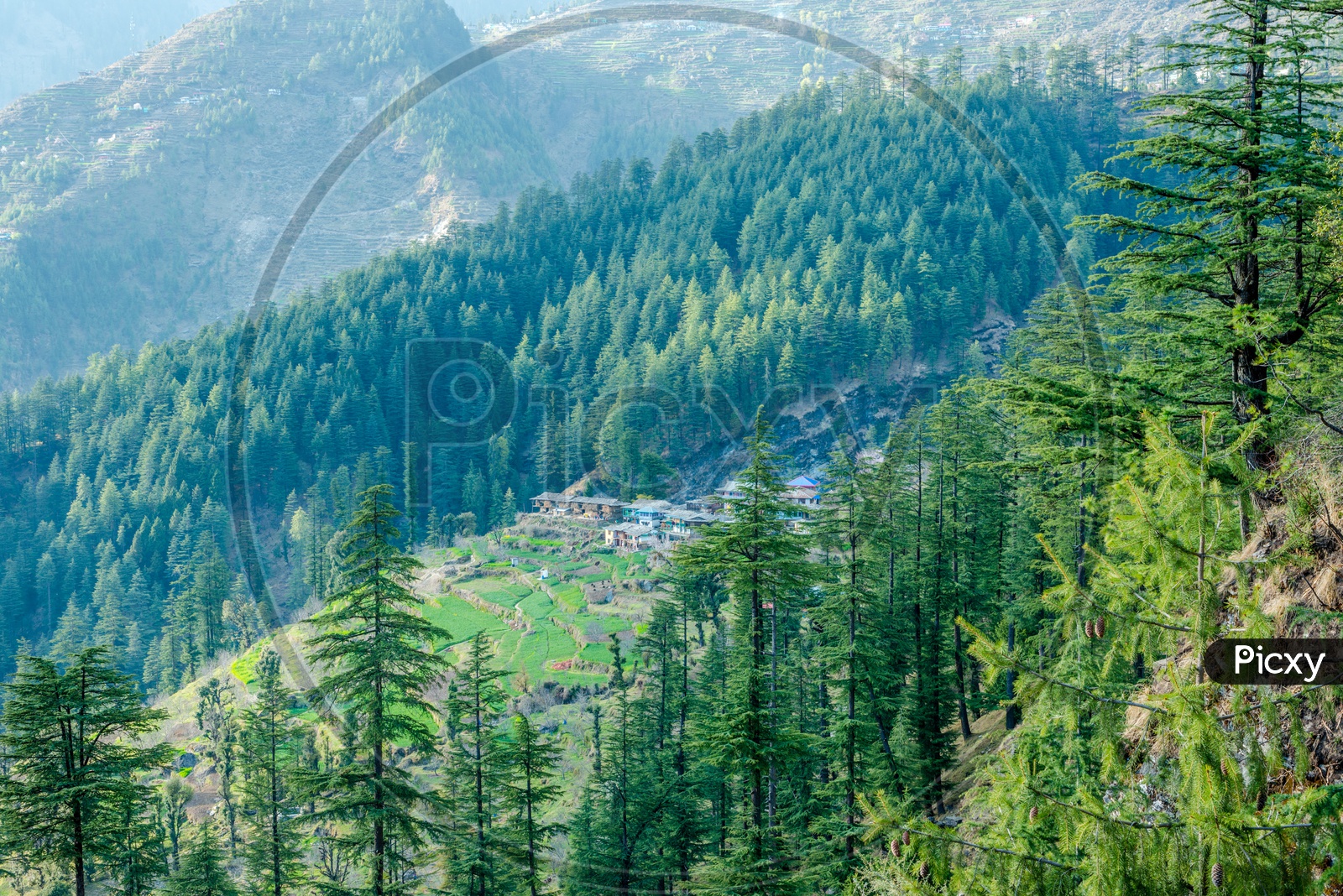 Deodar tree Landscape of mountain village near jalori pass