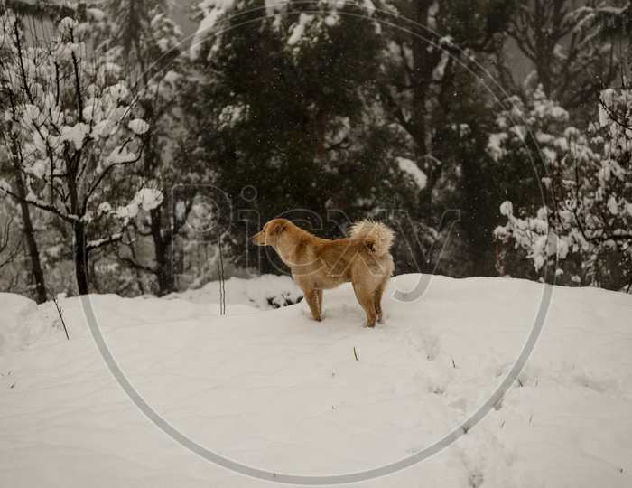 Indian Dog running and playing in the snow