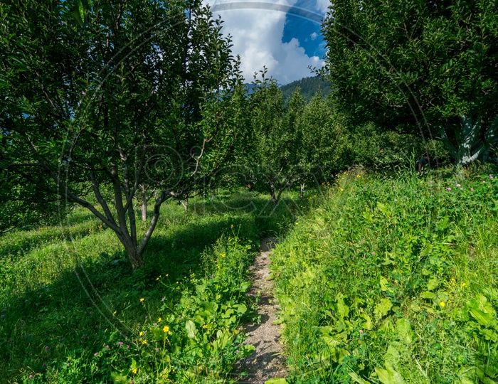 A Small Pathway in Apple Garden at Manali