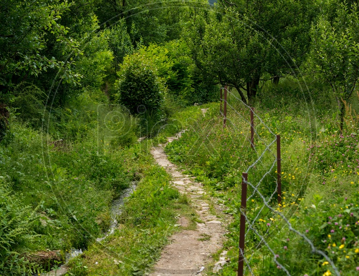 A Small Pathway Between Lush Green Trees in an Apple Garden at Manali
